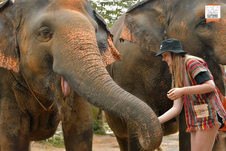 Phuket: Elephant Jungle Sanctuary Ethical Feeding Experience - Feeding rescued elephants without the circus routine