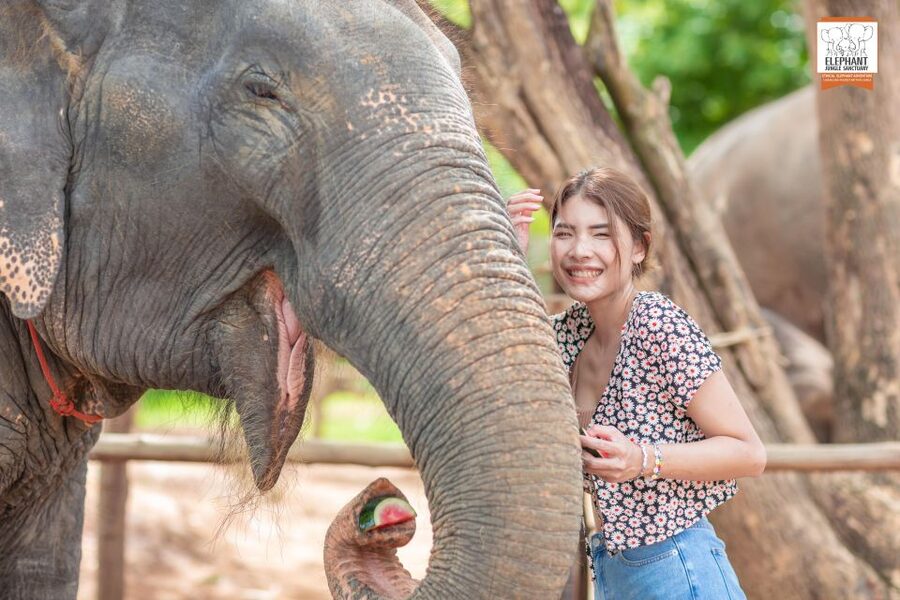 Phuket: Elephant Jungle Sanctuary Ethical Feeding Experience - The best part is watching, not just touching