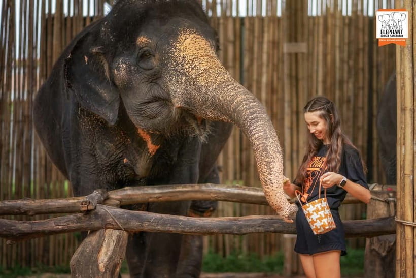 Phuket: Elephant Jungle Sanctuary Ethical Feeding Experience - Why the ethical approach matters