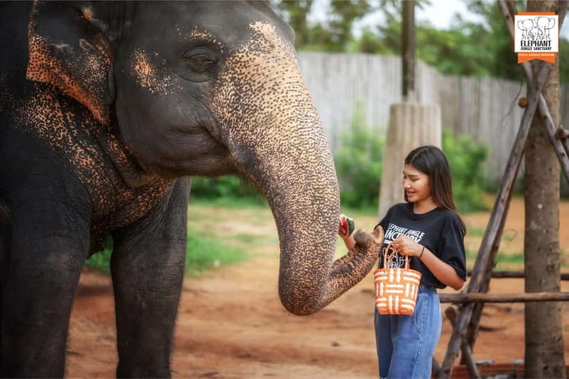 Phuket: Elephant Jungle Sanctuary Ethical Feeding Experience - Timing, comfort, and what to bring