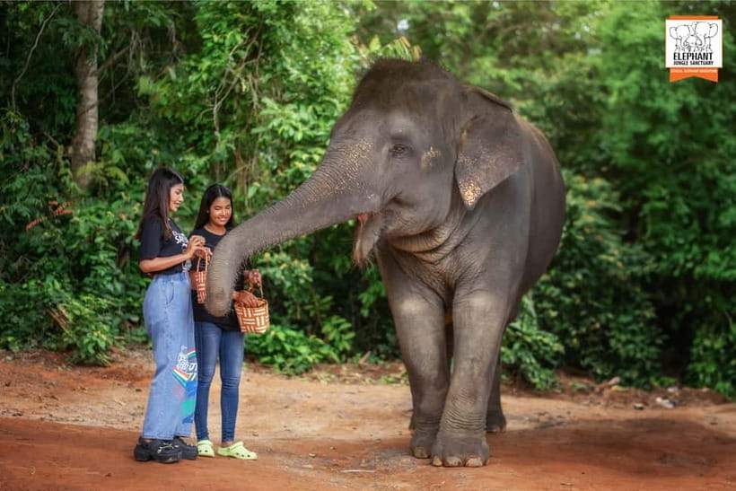 Phuket: Elephant Jungle Sanctuary Ethical Feeding Experience - Should you book it?