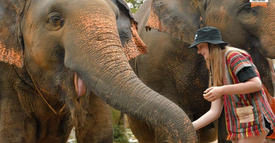 Phuket: Elephant Jungle Sanctuary Ethical Feeding Experience - What happens during the one-hour visit