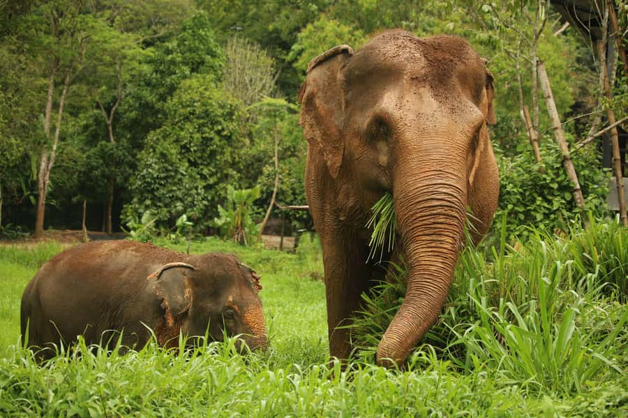 Phuket: Elephant Nature Reserve Entry Ticket and Guided Tour - Key points to know before you book