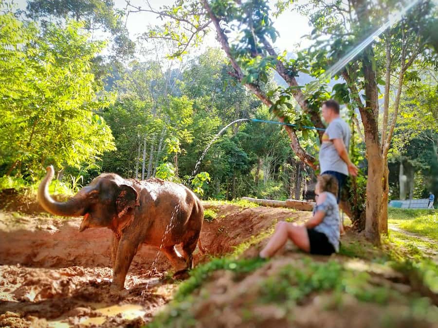 Phuket: Elephant Nature Reserve Entry Ticket and Guided Tour - Preparing food before the elephants eat