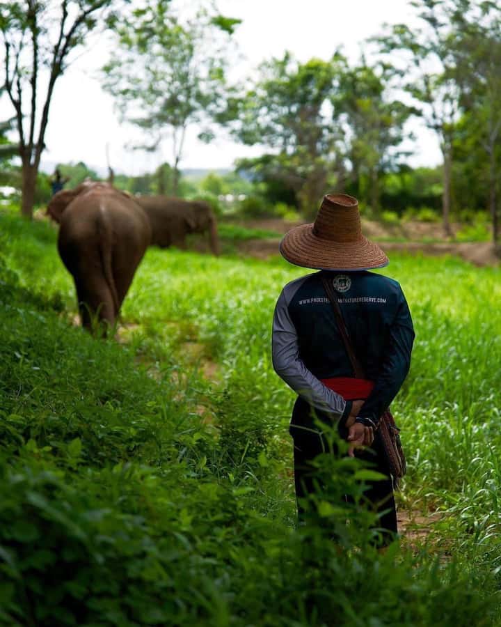 Phuket: Elephant Nature Reserve Entry Ticket and Guided Tour - The jungle observation and water ponds