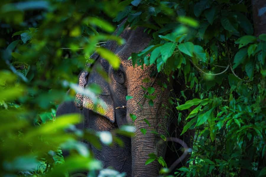 Phuket: Elephant Nature Reserve Entry Ticket and Guided Tour - What the $37 price gives you