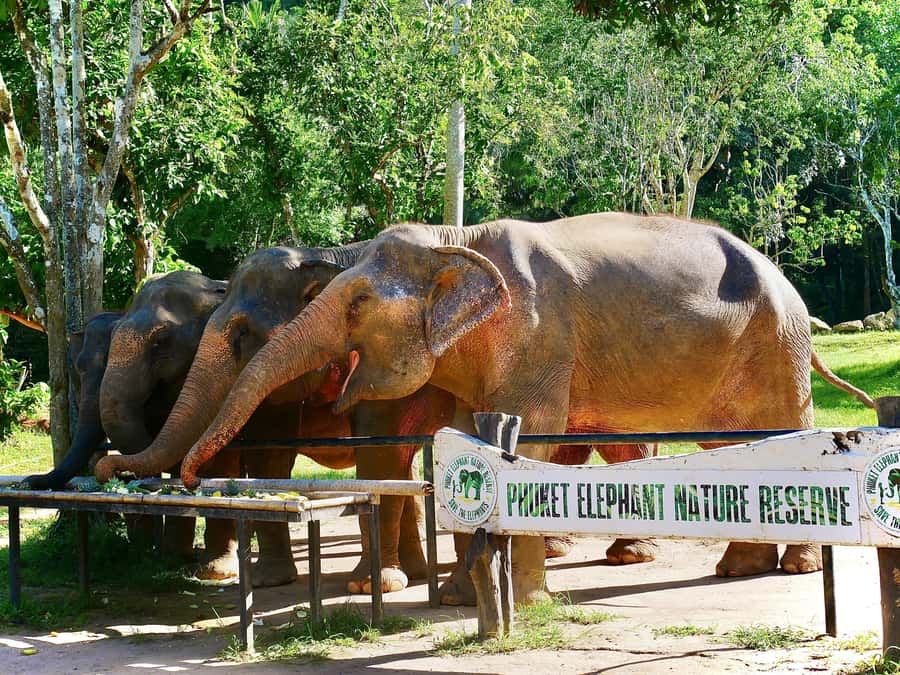 Phuket: Elephant Nature Reserve Entry Ticket and Guided Tour - How the guide shapes the experience
