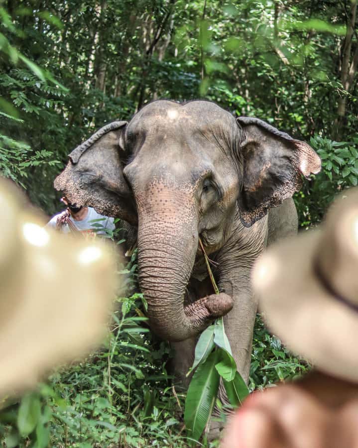Phuket: Elephant Nature Reserve Entry Ticket and Guided Tour - Photo opportunities without forced poses