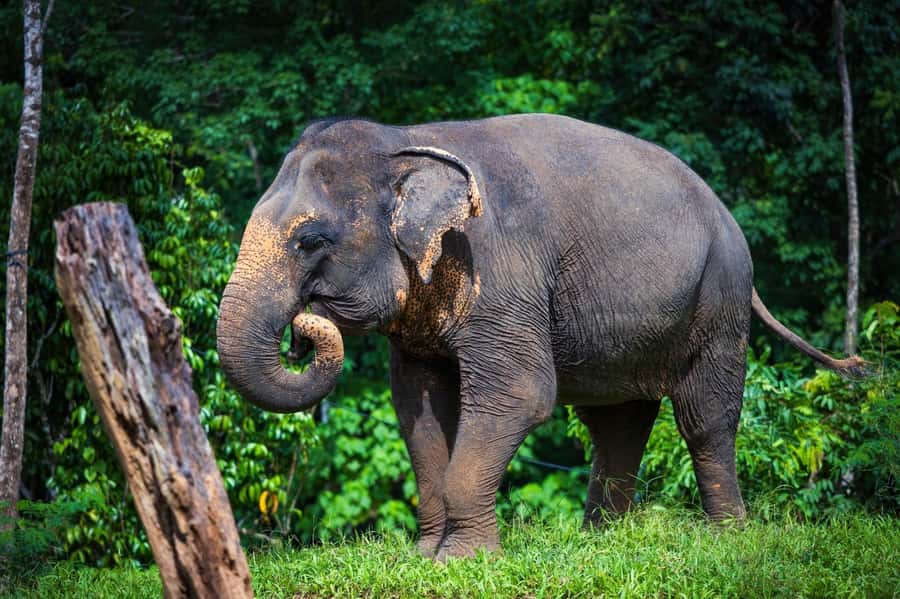 Phuket: Elephant Nature Reserve Entry Ticket and Guided Tour - Who will enjoy this 90-minute visit
