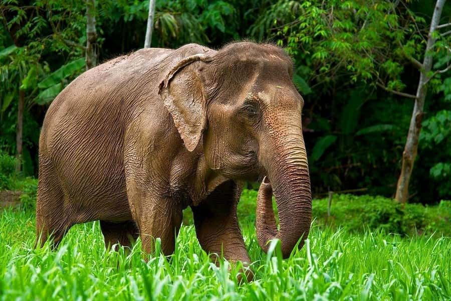Phuket: Elephant Nature Reserve Entry Ticket and Guided Tour - Meeting your guide beside Hug Me Cafe