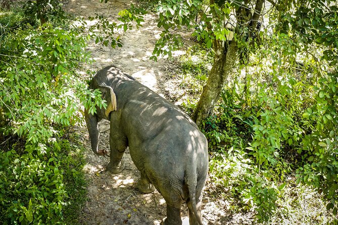 Phuket Elephant Sanctuary Canopy Walkway Tour - Key points to know before you book