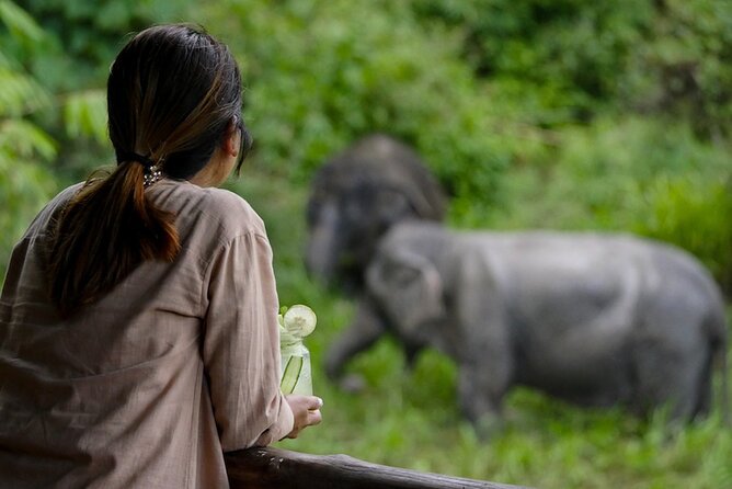 Phuket Elephant Sanctuary Canopy Walkway Tour - Feeding the elephants, with limits