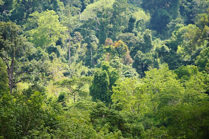 Phuket Elephant Sanctuary Canopy Walkway Tour - Watching elephants from above and at ground level