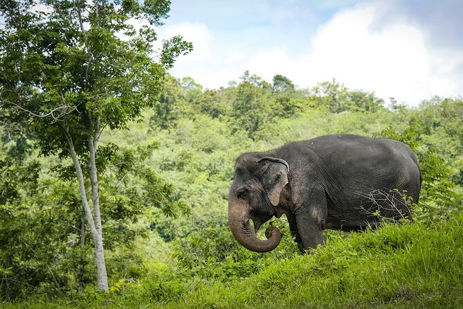 Phuket Elephant Sanctuary Canopy Walkway Tour - What happens during the 90-minute program