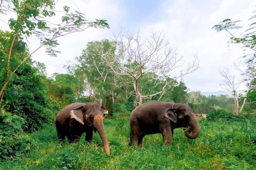 Phuket: Elephant Sanctuary Feed and Bathe Gentle Giants - Preparing Food by Hand