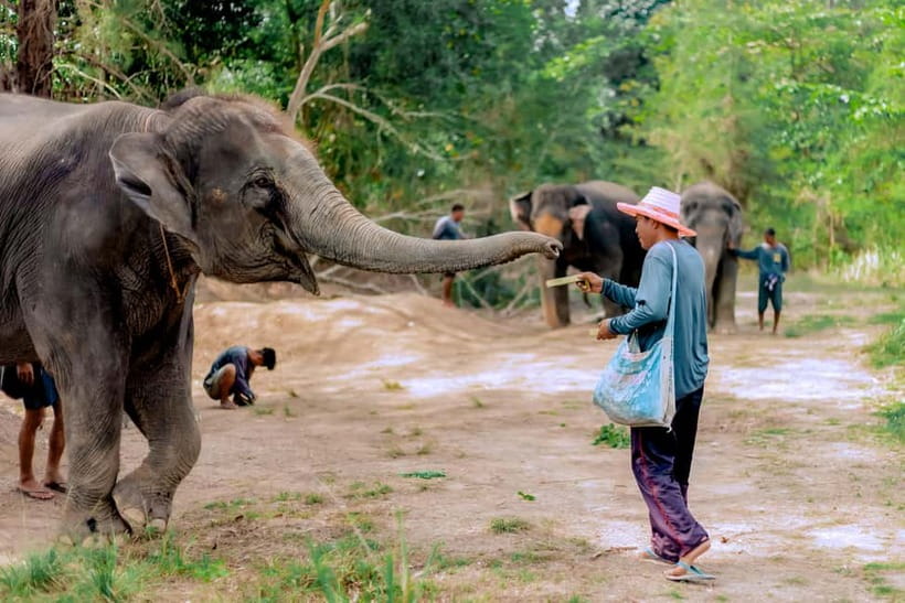 Phuket: Elephant Sanctuary Feed and Bathe Gentle Giants - Making the Most of the Photo Time