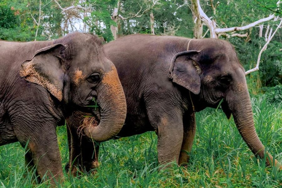Phuket: Elephant Sanctuary Feed and Bathe Gentle Giants - What the $56 Price Covers