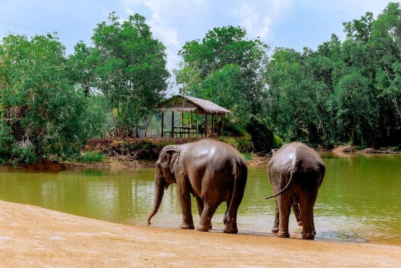 Phuket: Elephant Sanctuary Feed and Bathe Gentle Giants - Practical Preparation for the Day