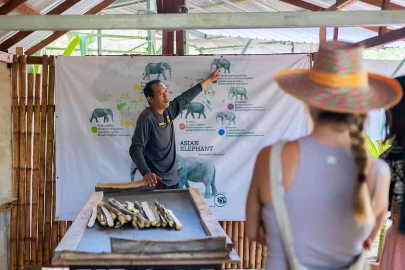Phuket: Elephant Sanctuary Feed and Bathe Gentle Giants - The River Bathing Visit