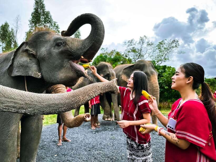 Phuket : Experience feeding and bathing elephants 1.5 Hrs. - Arrival at Kerchor Elephant Family Phuket