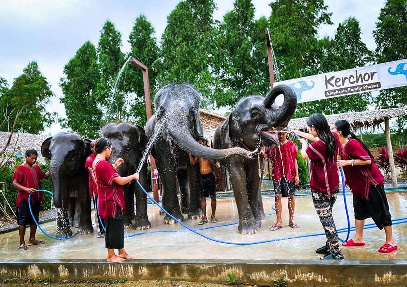 Phuket : Experience feeding and bathing elephants 1.5 Hrs. - Preparing food and vitamins for the elephants