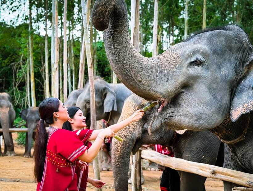 Phuket : Experience feeding and bathing elephants 1.5 Hrs. - Thai herbs, Karen culture, and warm herbal tea
