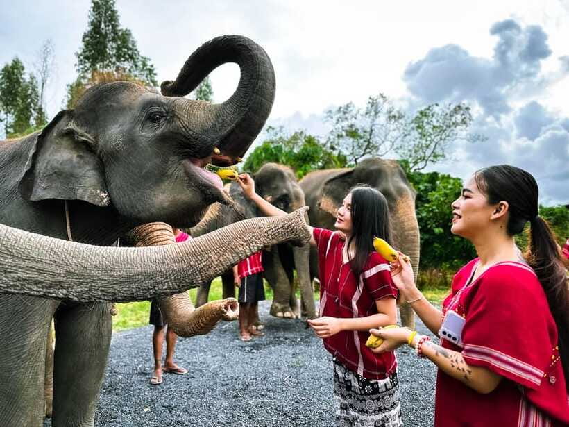 Phuket : Experience feeding and bathing elephants 1.5 Hrs. - Is $48 good value?