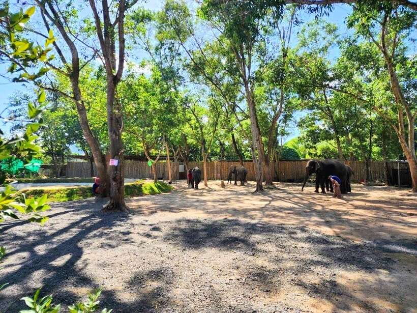 Phuket: Feeding Elephants at Phuket Elephant Care - Key points at a glance