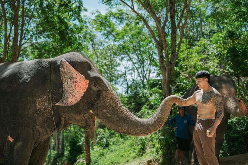Phuket: Feeding Elephants at Phuket Elephant Care - Practical tips for a smoother visit