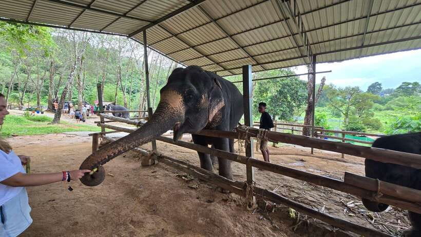Phuket: Feeding Elephants at Phuket Elephant Care - Coffee, tea, and a short ECO tourism briefing