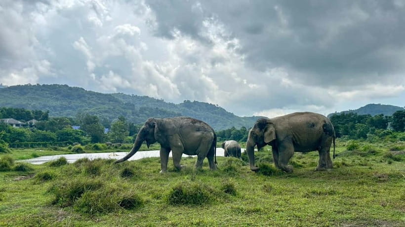 Phuket: Freedom Elephant Reserve - Ethereal Nature Walk - Meeting the Herd in Phuket’s Forest