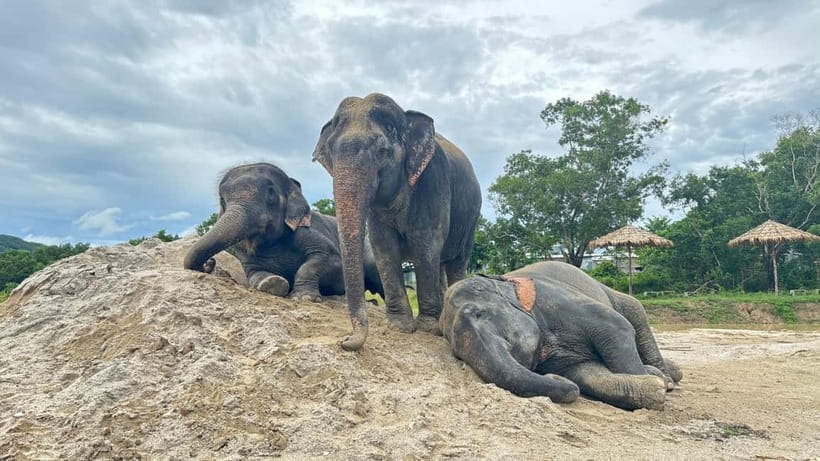Phuket: Freedom Elephant Reserve - Ethereal Nature Walk - A 90-Minute Walk Built Around Elephant Behavior