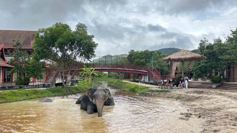 Phuket: Freedom Elephant Reserve - Ethereal Nature Walk - What the Guide Adds