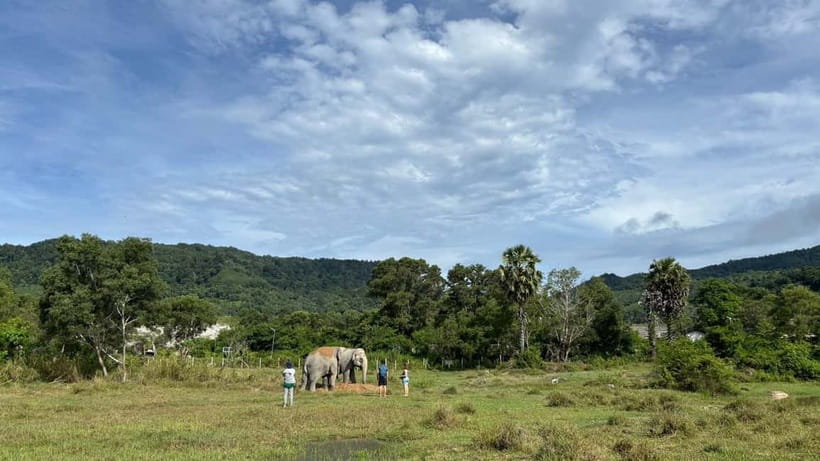 Phuket: Freedom Elephant Reserve - Ethereal Nature Walk - Ethical Questions and the Limits of the Experience