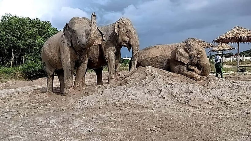 Phuket: Freedom Elephant Reserve - Ethereal Nature Walk - The 45-Minute Transfer Each Way