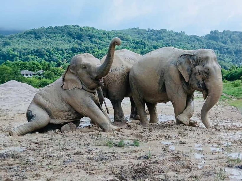 Phuket: Freedom Elephant Reserve - Ethereal Nature Walk - The Pool, Where Elephants Can Disappear