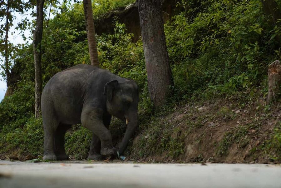 Phuket: Guide Tour to Patong Elephant Sanctuary - Walking through the forest at elephant speed