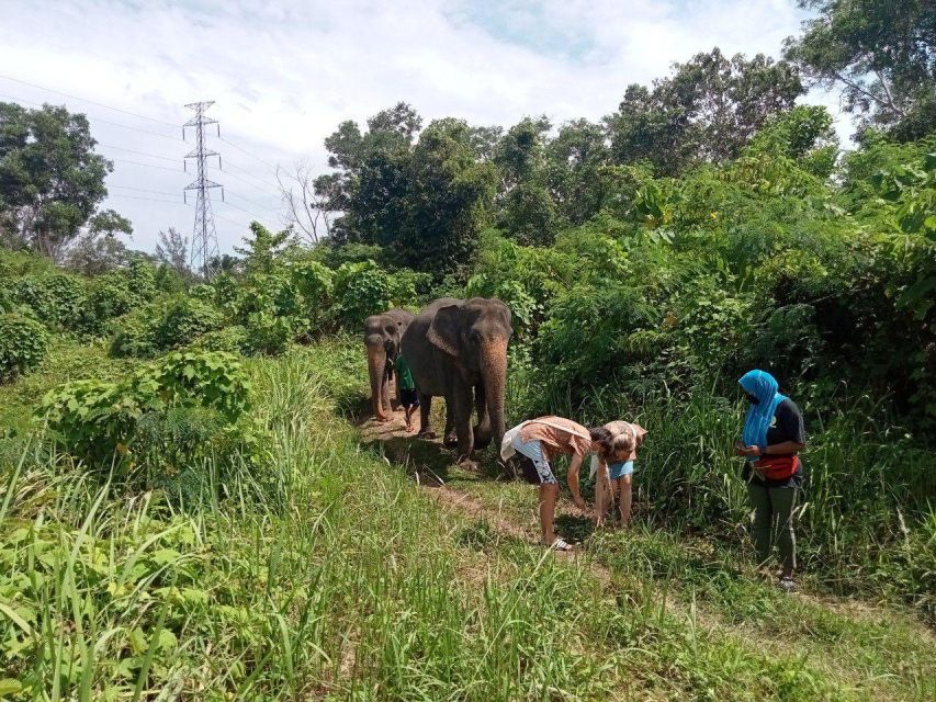 Phuket: Guide Tour to Patong Elephant Sanctuary - Cutting banana trees and gathering grass