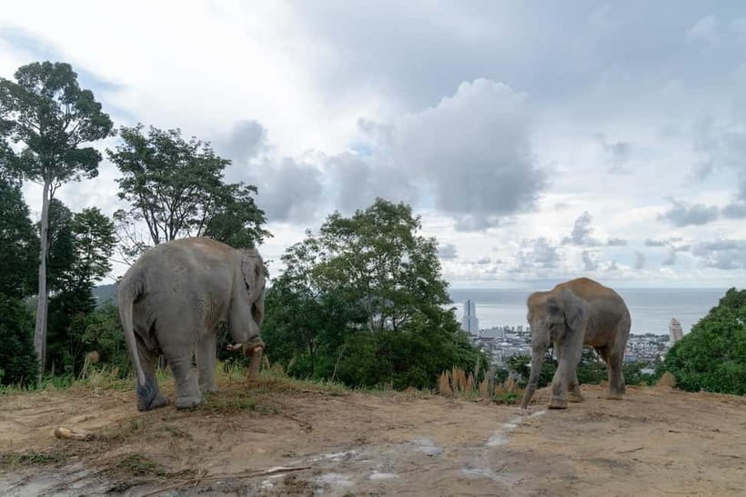 Phuket: Guide Tour to Patong Elephant Sanctuary - Who will enjoy this visit most?