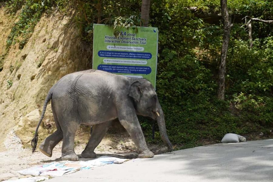 Phuket: Guide Tour to Patong Elephant Sanctuary - Meeting the elephants and their caretakers