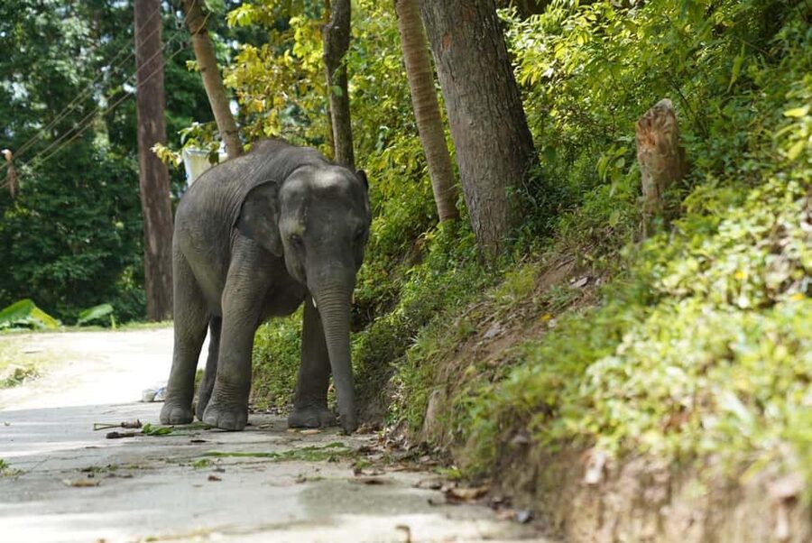 Phuket: Guided Tour to Elephant Sanctuary & Hotel Transfer - Morning or afternoon?