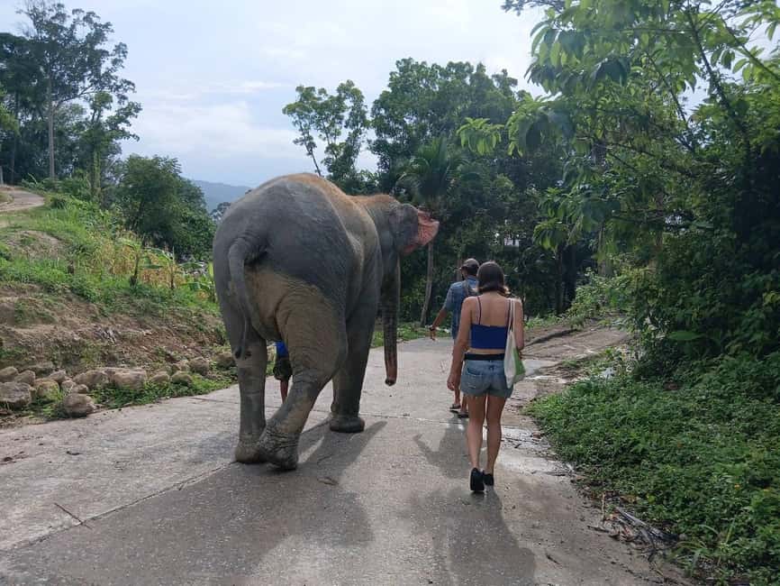 Phuket: Guided Tour to Elephant Sanctuary & Hotel Transfer - Meeting Phuket’s elephants without the circus routine