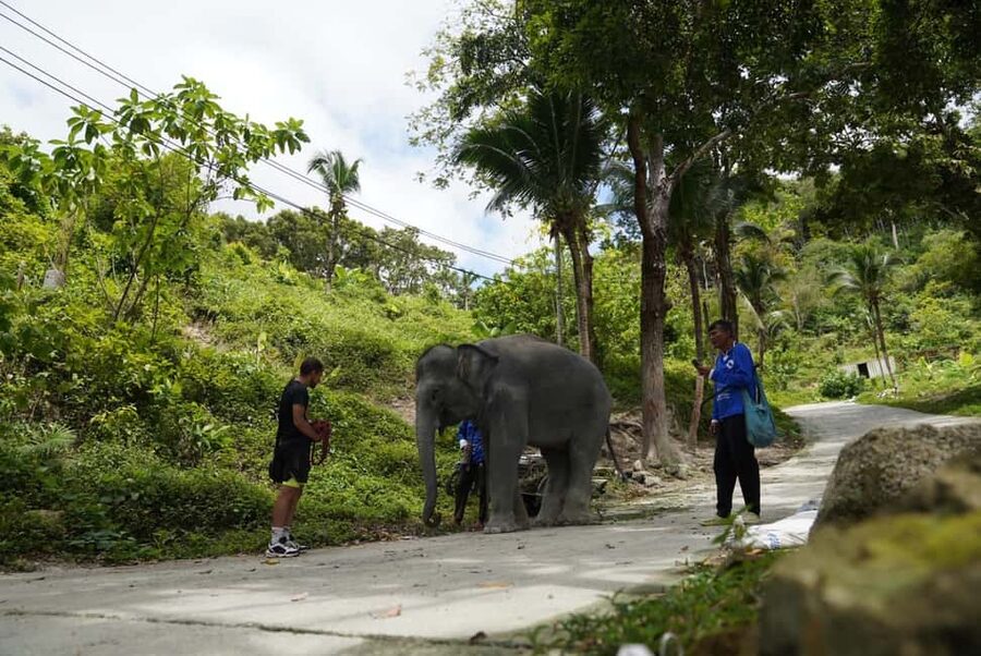 Phuket: Guided Tour to Elephant Sanctuary & Hotel Transfer - Feeding rice balls and meeting the elephants