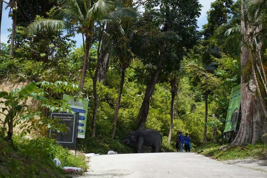 Phuket: Guided Tour to Elephant Sanctuary & Hotel Transfer - Why the guide matters