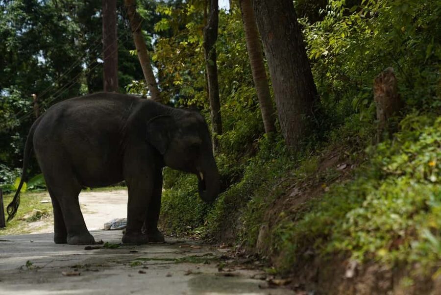 Phuket : Guided Tour to Elephant Sanctuary with Transfers - Who will enjoy this short sanctuary visit