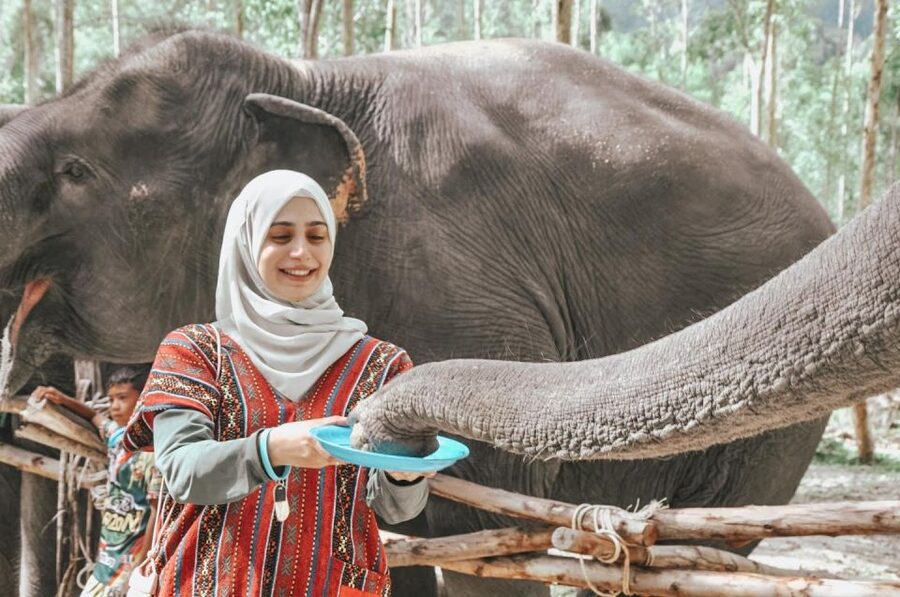 Phuket: Half Day or 2-Hour Ethical Elephant Care Sanctuary - Transport can be the real time commitment