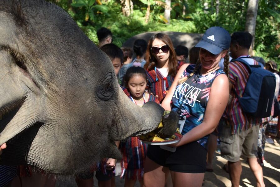 Phuket: Half Day or 2-Hour Ethical Elephant Care Sanctuary - Feeding time: food preparation and hand-feeding