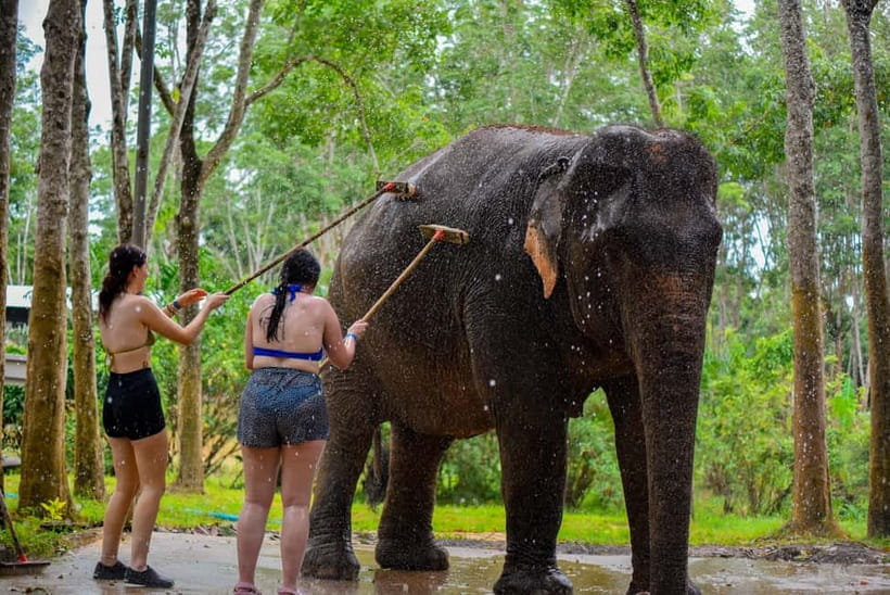 Phuket: Happy Hour Feed and Rain Shower with Elephant - The rain shower is the main hands-on moment