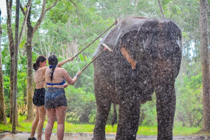 Phuket: Happy Hour Feed and Rain Shower with Elephant - Feeding time gives you a real role