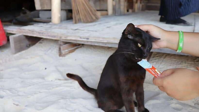 Phuket: Khai Nok, Khai Nai, and Khai Nui Island Day Trip - Why this half-day boat trip works